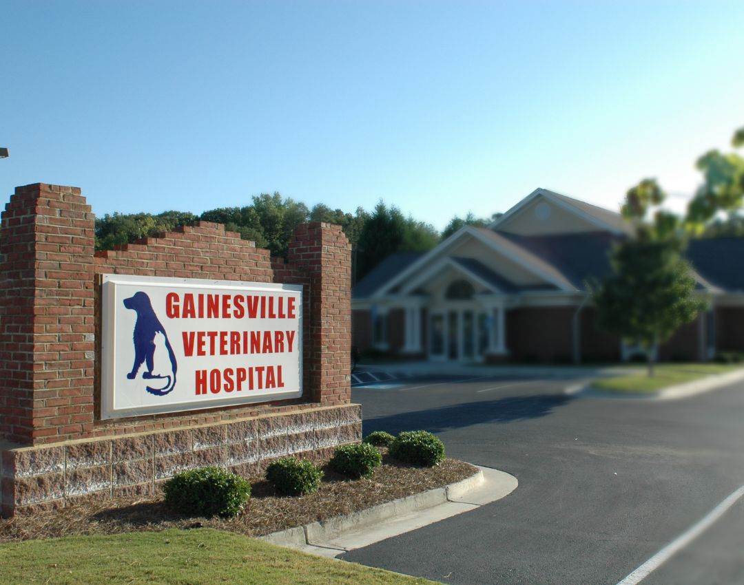 Best Vet Hospital In Gainesville, GA | Gainesville Veterinary Hospital