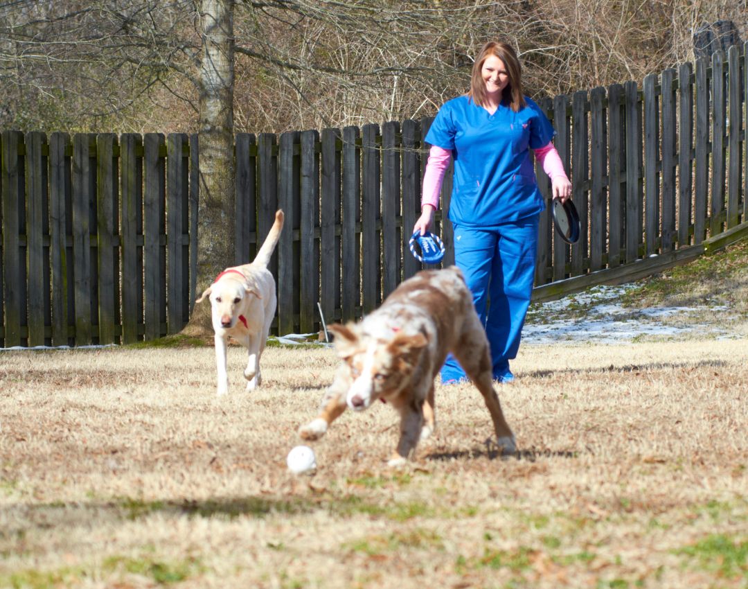 Gainesville Vet Hospital - dogs playing
