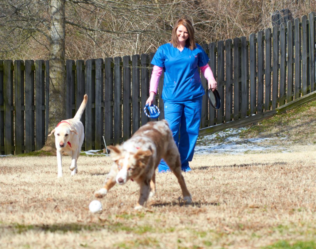 Gainesville Vet Hospital - header images - pet boarding