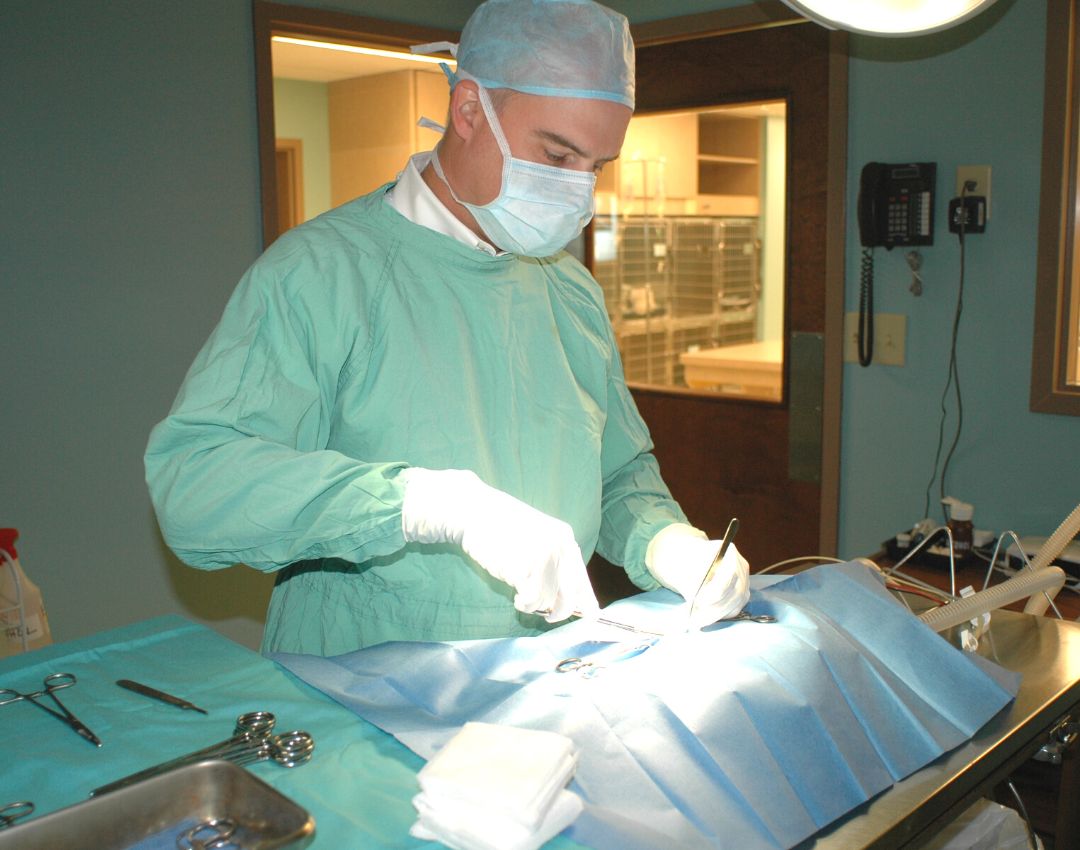 Gainesville Vet Hospital - pet surgery