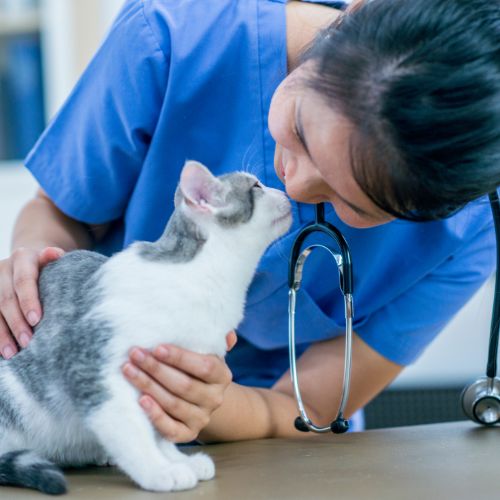Gainesville Veterinary Hospital - pet wellness