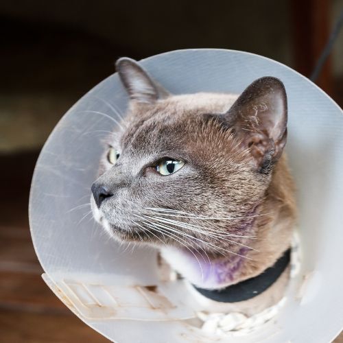 cute cat with a surgery cone