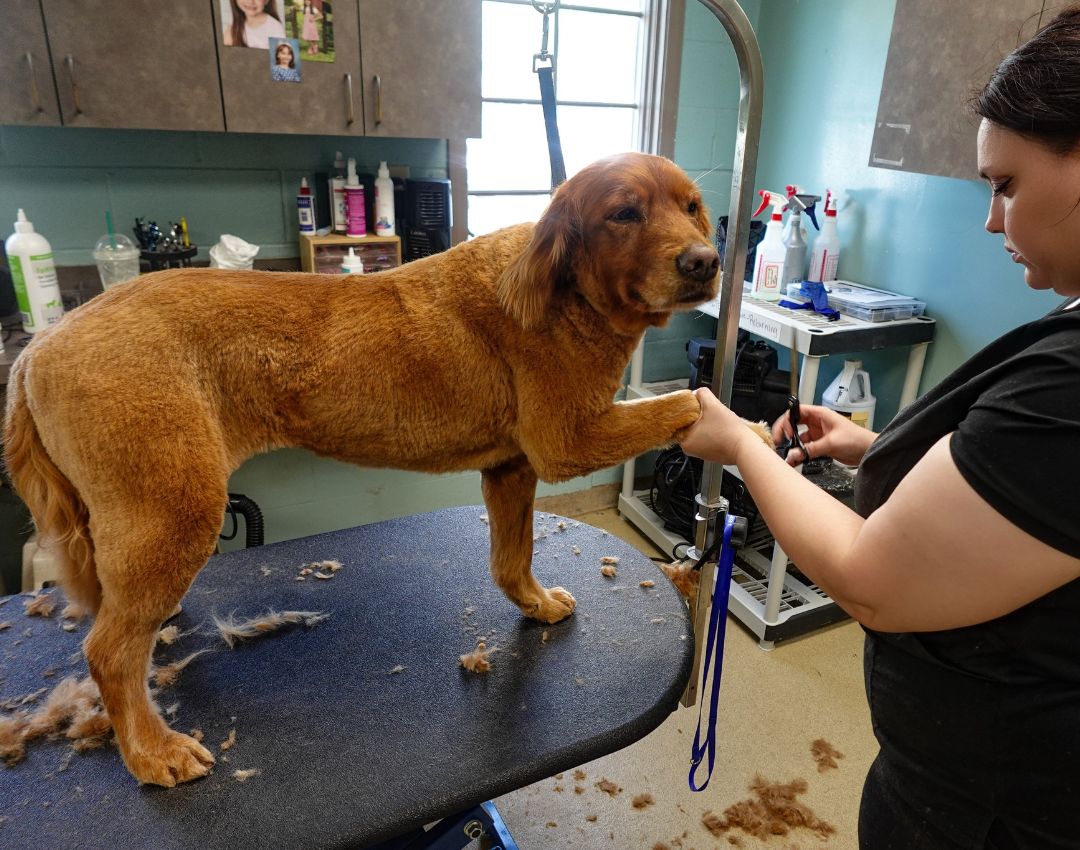 Pet Grooming